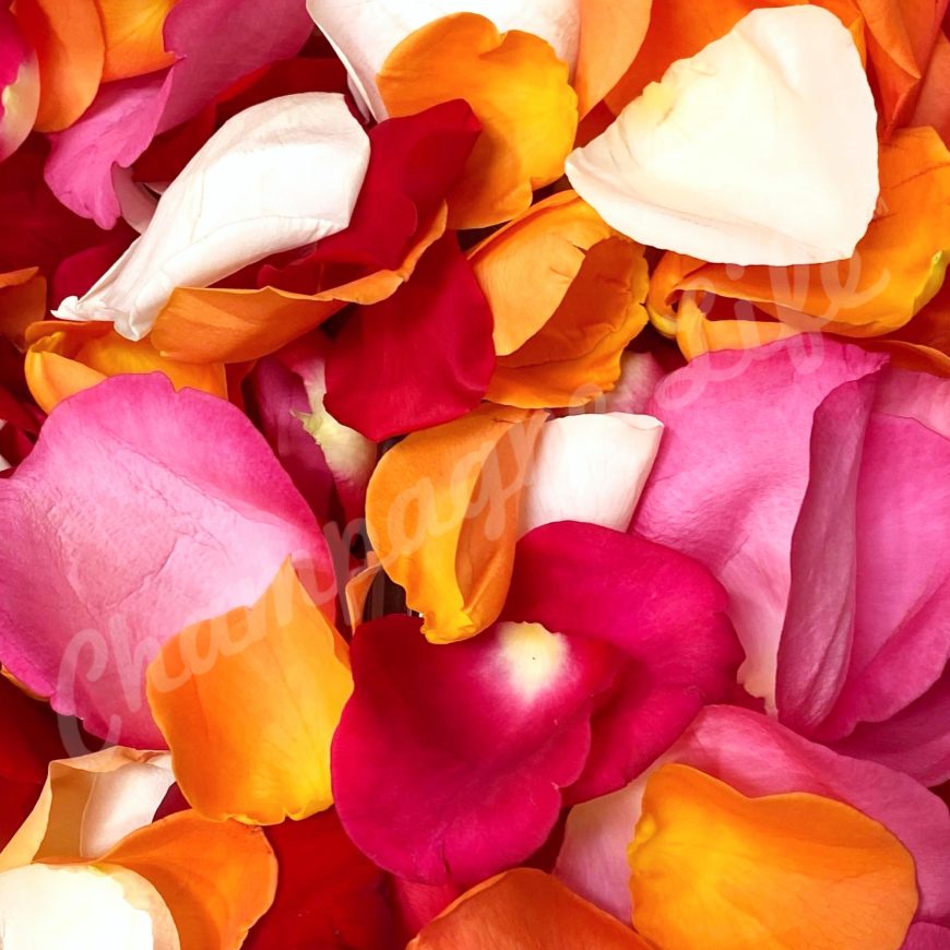 Multi-Color Rose Petals
