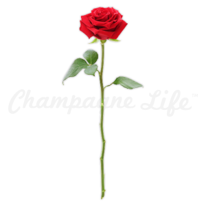 Single Red Rose